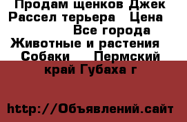 Продам щенков Джек Рассел терьера › Цена ­ 25 000 - Все города Животные и растения » Собаки   . Пермский край,Губаха г.